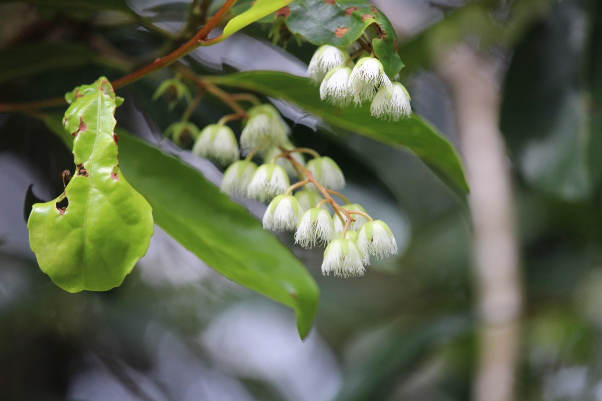 Elaeocarpus serratus L.